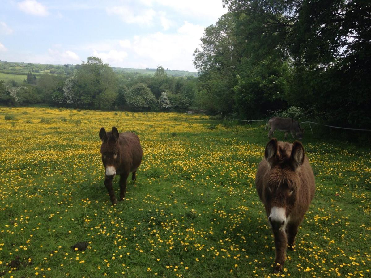 Carrigeen Glamping Kilkenny Kültér fotó